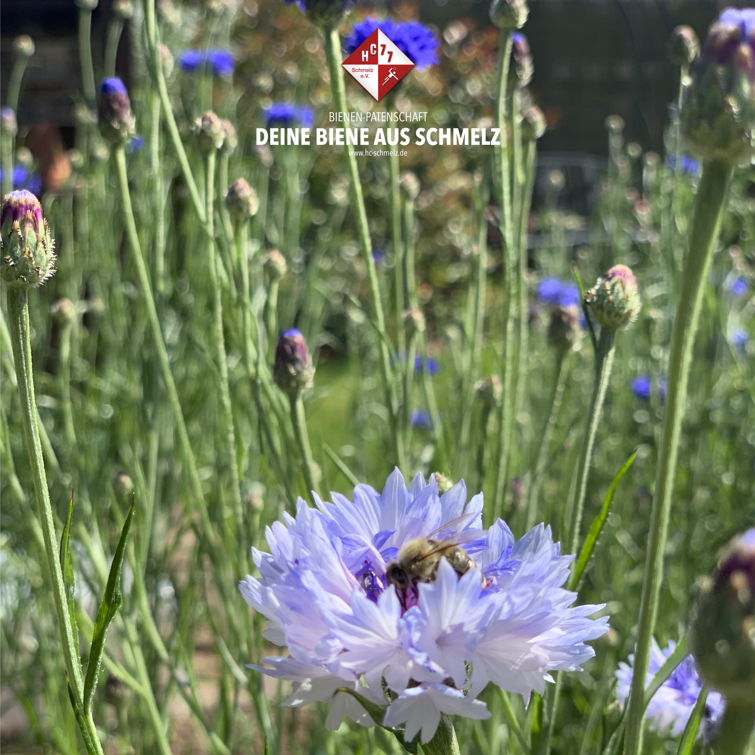 Biene mit Blume